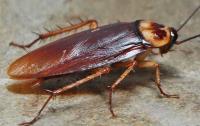 Bed Bug Exterminator Winnipeg image 20